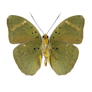 EUPHAEDRA MEDON